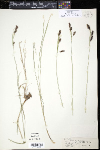 Carex spectabilis image