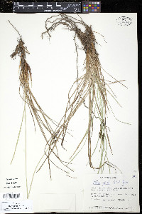 Carex stylosa image