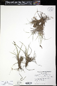 Carex stylosa image