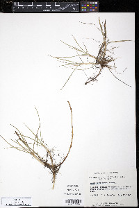 Carex subspathacea image