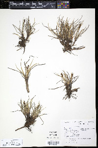 Carex subspathacea image