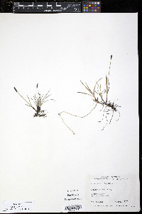 Carex scirpoidea image