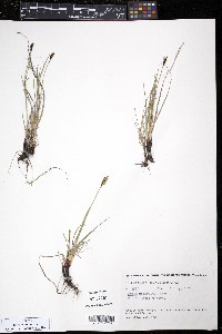 Carex scirpoidea image