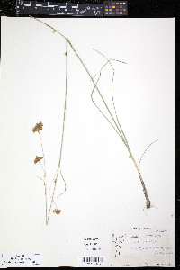 Carex trisperma image