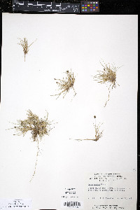 Carex ursina image