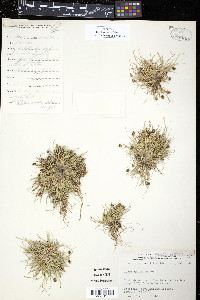 Carex ursina image