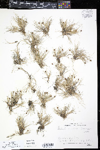 Carex ursina image