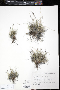 Carex glacialis image