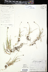 Carex holostoma image