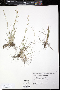 Carex krausei image