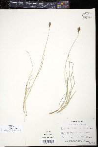 Carex lachenalii image