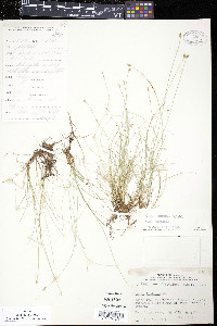 Carex leptalea var. leptalea image