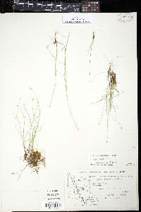 Carex leptalea var. leptalea image