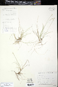 Carex loliacea image