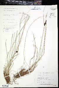 Carex lugens image