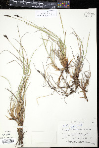 Carex lugens image