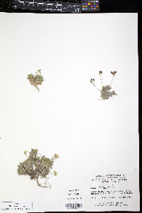 Draba bellii image