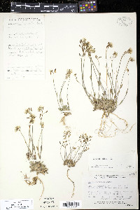 Draba hirta image