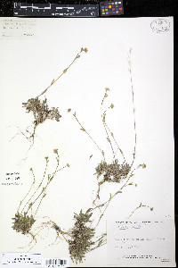 Draba hirta image