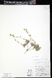 Draba hirta image