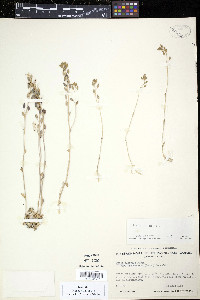 Draba hirta image