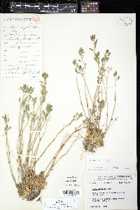 Draba hirta image