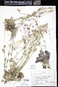 Arabis modesta image