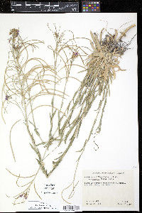 Arabis sparsiflora image