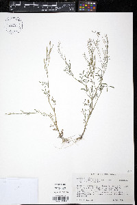 Cardamine parviflora var. arenicola image