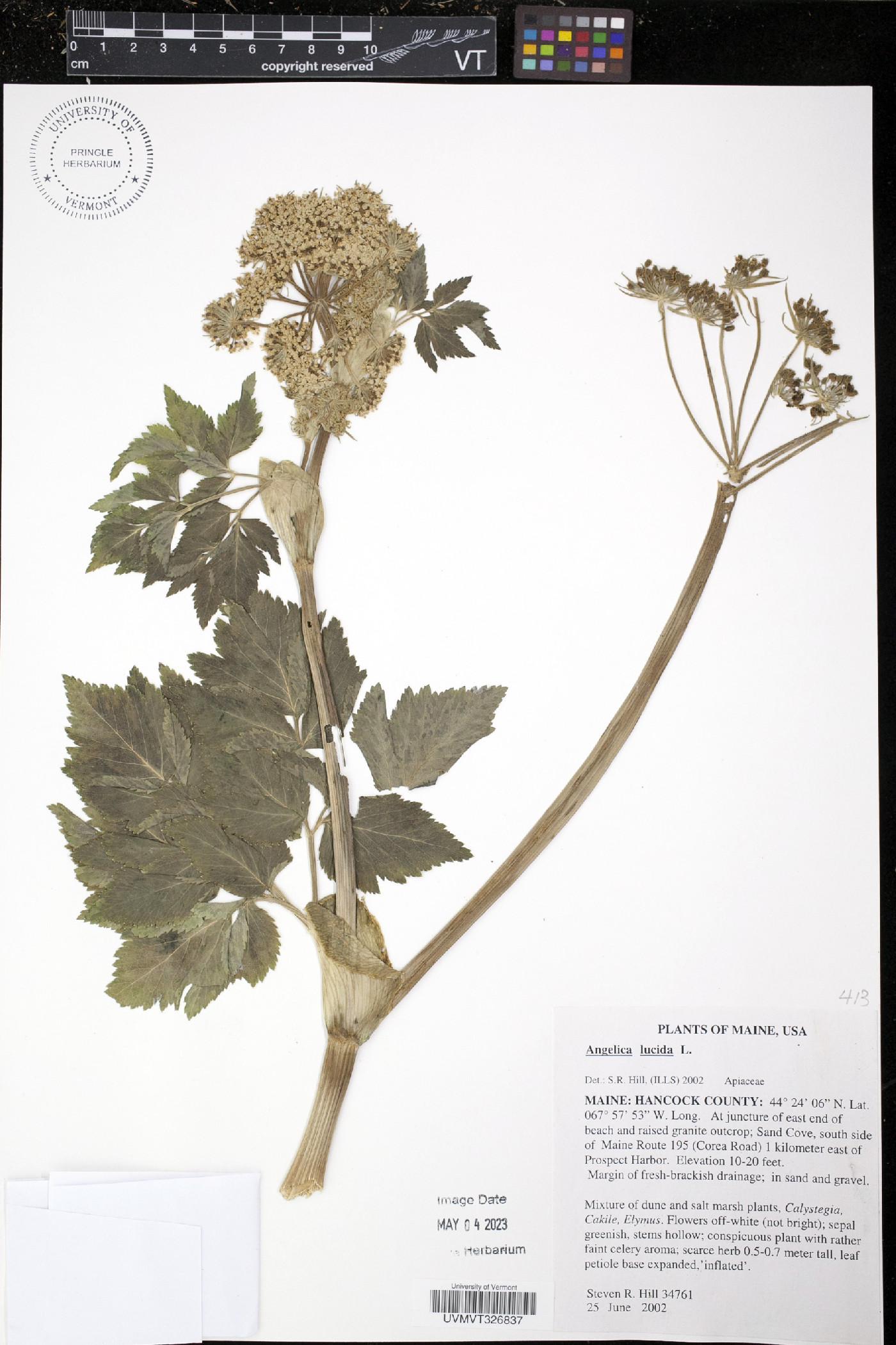 Angelica lucida image