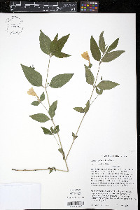 Ruellia pedunculata image