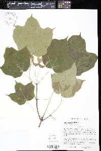 Acer nigrum image