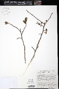 Asimina parviflora image