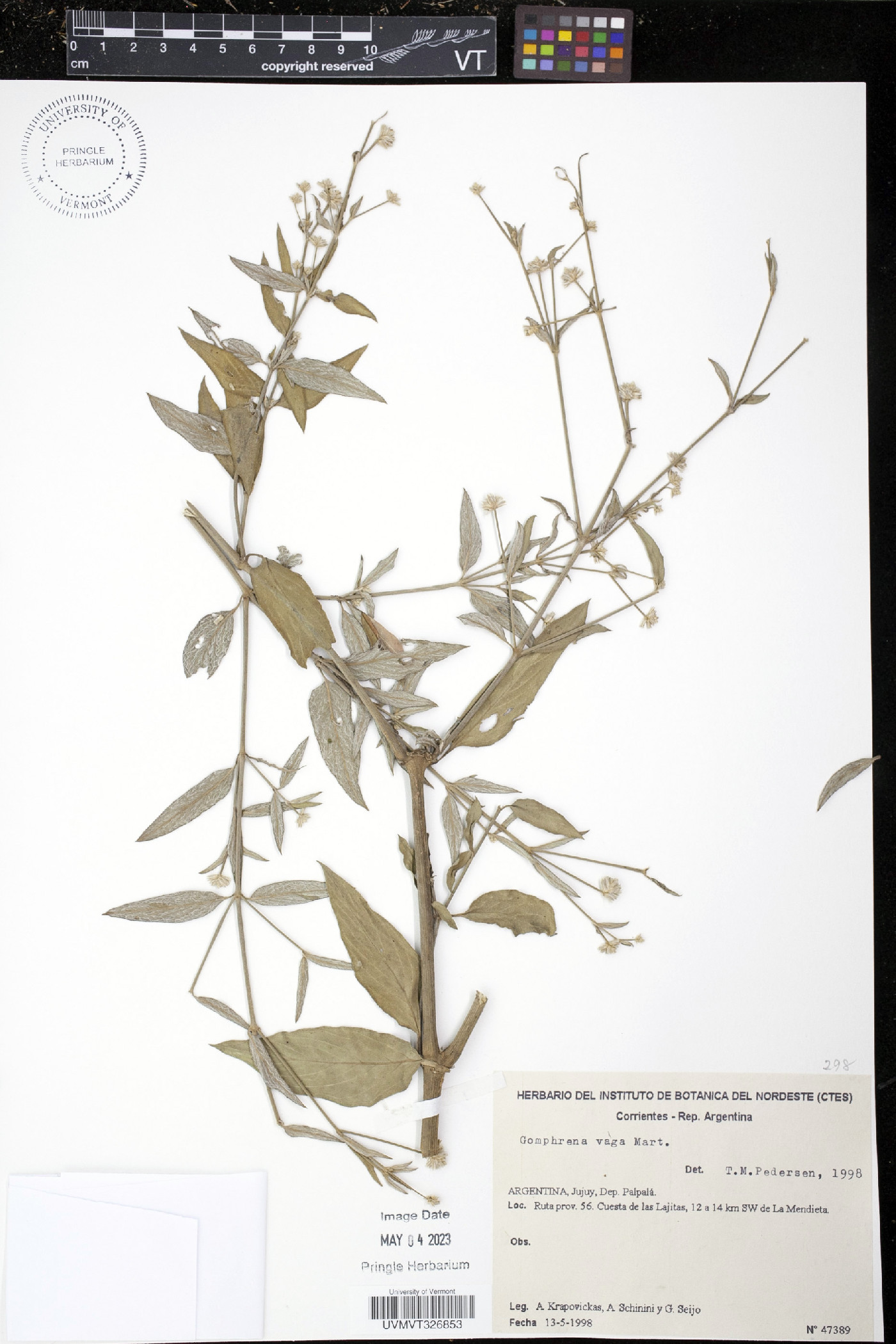 Gomphrena vaga image