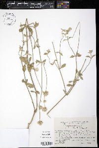Gomphrena perennis image
