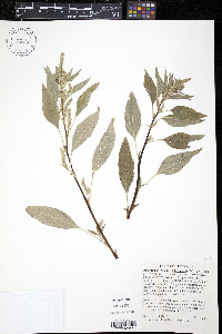 Amaranthus tuberculatus image