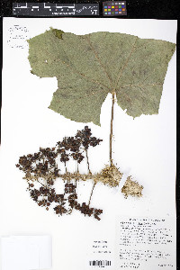 Oplopanax horridus image