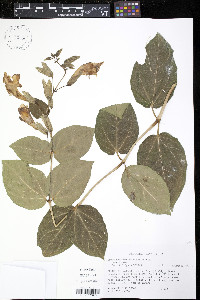 Thunbergia battiscombei image