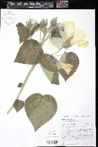 Hibiscus lasiocarpos image