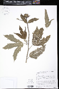 Hibiscus heterophyllus image