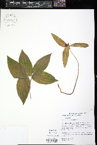 Croomia pauciflora image