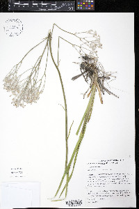 Lophiola americana image