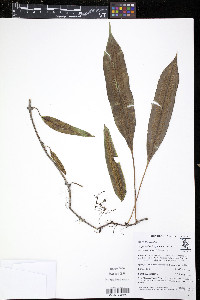 Serpocaulon levigatum image