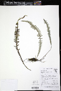 Ascogrammitis angustipes image