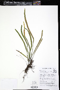 Luisma bivascularis image
