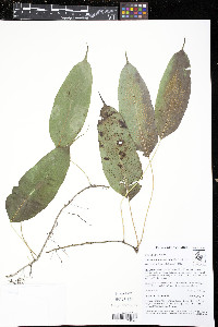 Serpocaulon levigatum image