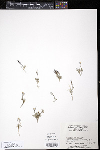Cardamine bellidifolia image