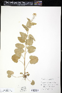 Cardamine cordifolia image