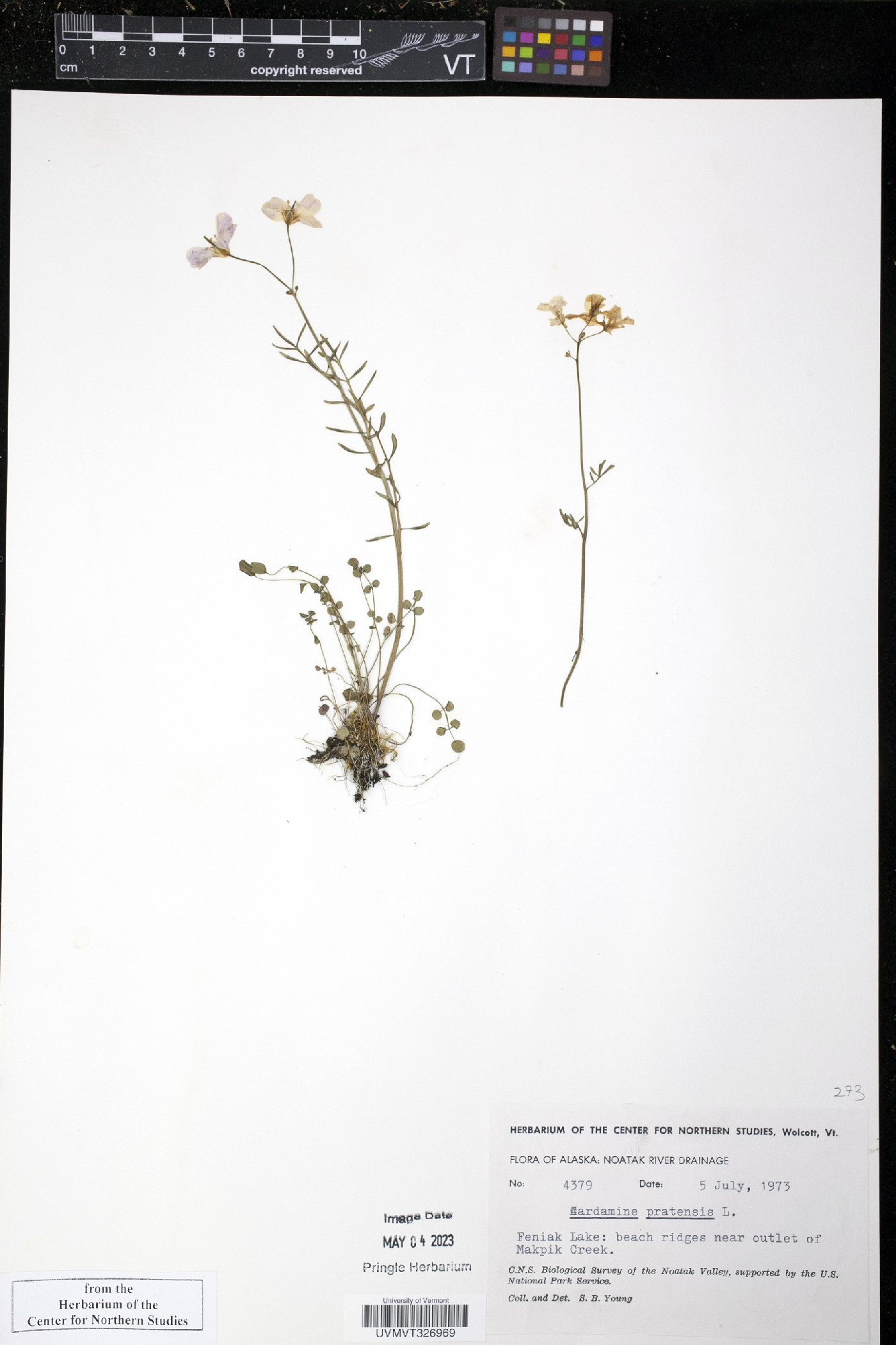 Cardamine pratensis image