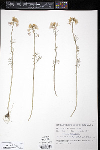 Cardamine pratensis image